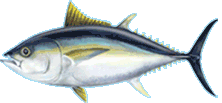 Bigeye Tuna Mebachi Hawaii