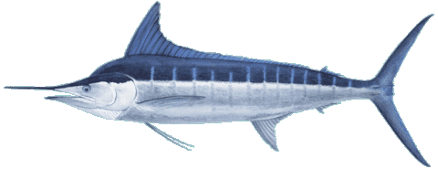 Black Marlin rare Hawaii