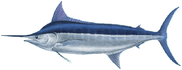 Pacific Blue Marlin fishing Oahu