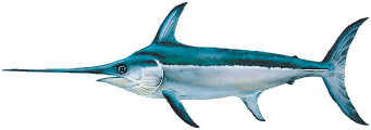 Broadbill Swordfish Shutome Hawaii