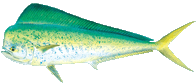 Mahi Mahi Dorado Oahu fishing