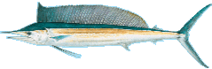 Shortbill Spearfish Hebi Hawaii