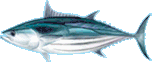 Skipjack Tuna Aku Hawaii