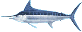 Striped Marlin Nairagi Hawaii
