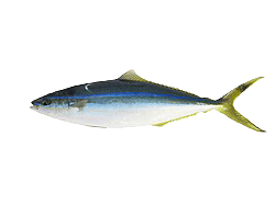 Rainbow Runner Kamanu Hawaii