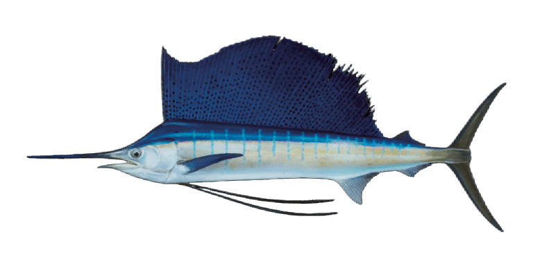 Pacific Sailfish A’u Lepe Hawaii