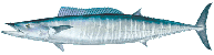 Wahoo Ono Hawaii deep sea fishing