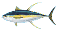 Yellowfin Tuna Ahi Oahu
